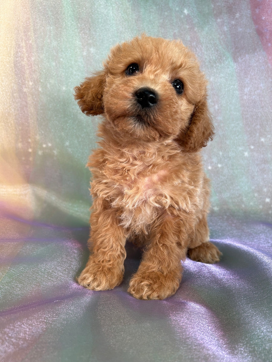 Male Schnoodle Puppy for Sale DOB 9-1-2024 $750